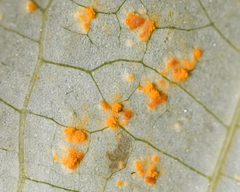Coleosporium