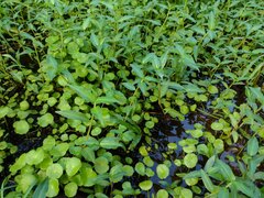 Hydrocotyle verticillata