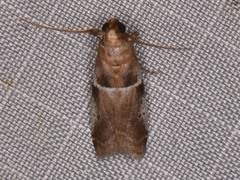 Quasisalebria atratella