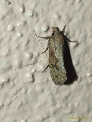 Acrolophus walsinghami