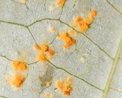 Coleosporium