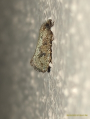 Acrolophus walsinghami