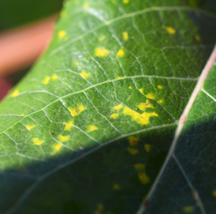 Coleosporium