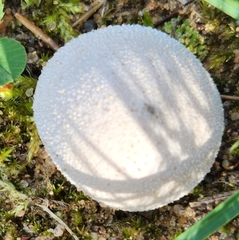 Lycoperdon perlatum