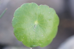 Hydrocotyle verticillata