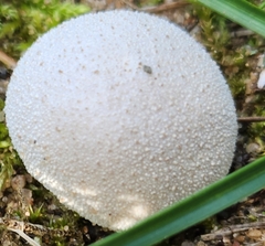Lycoperdon perlatum