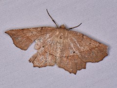 Euchlaena marginaria