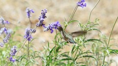 Archilochus alexandri