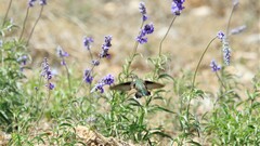 Archilochus alexandri