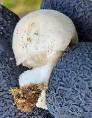 Lycoperdon perlatum