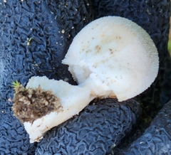 Lycoperdon perlatum