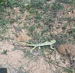 Chamaeleo zeylanicus