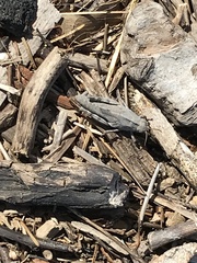 Trimerotropis verruculata