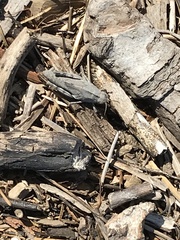 Trimerotropis verruculata