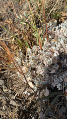 Eriogonum ovalifolium