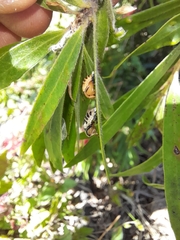 Harmonia testudinaria