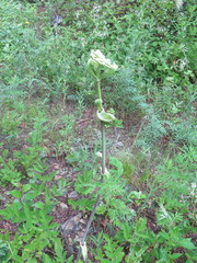 Angelica cincta