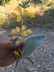 Phlomis orientalis