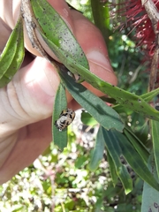 Harmonia testudinaria