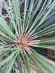 Pinus jeffreyi