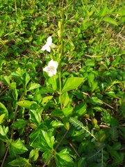 Asystasia intrusa