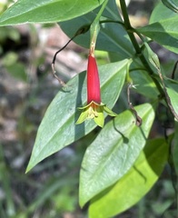 Lisianthius axillaris