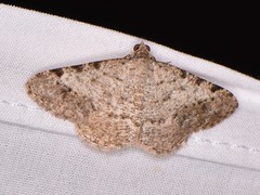 Frederickia nigricomma