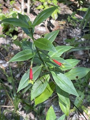 Lisianthius axillaris