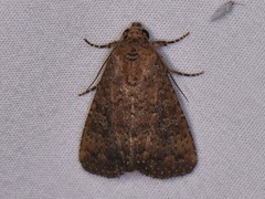Condica sutor