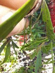 Harmonia testudinaria