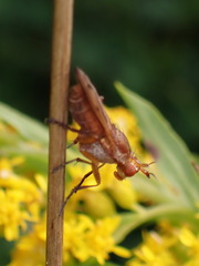Tetanocera