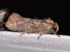 Acrolophus piger