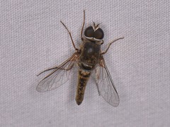 Aphoebantus