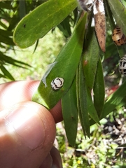 Harmonia testudinaria