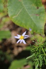 Ionactis linariifolia