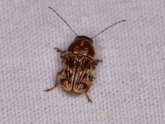 Pachybrachis turbidus