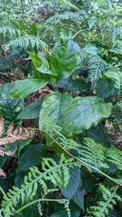 Odontonema cuspidatum