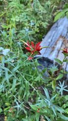 Castilleja tenuiflora