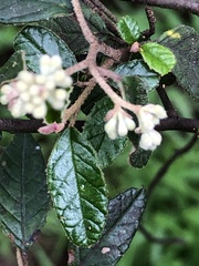 Pomaderris paniculosa