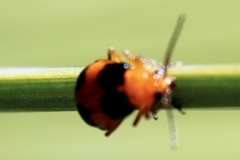 Aulacophora hilaris
