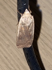 Abagrotis alternata
