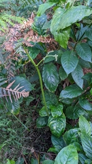 Odontonema cuspidatum