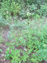 Angelica cincta