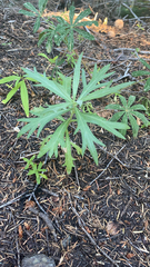 Artemisia douglasiana