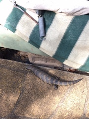 Tiliqua scincoides