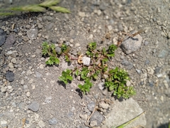 Polycarpon tetraphyllum