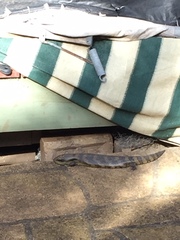 Tiliqua scincoides