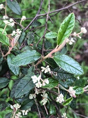 Pomaderris paniculosa