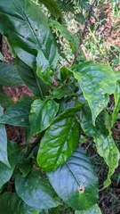 Odontonema cuspidatum