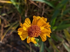Helenium